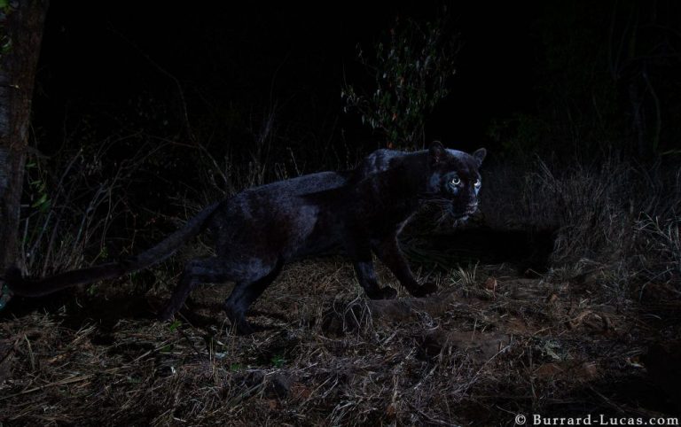 black-leopard-2-1024x643