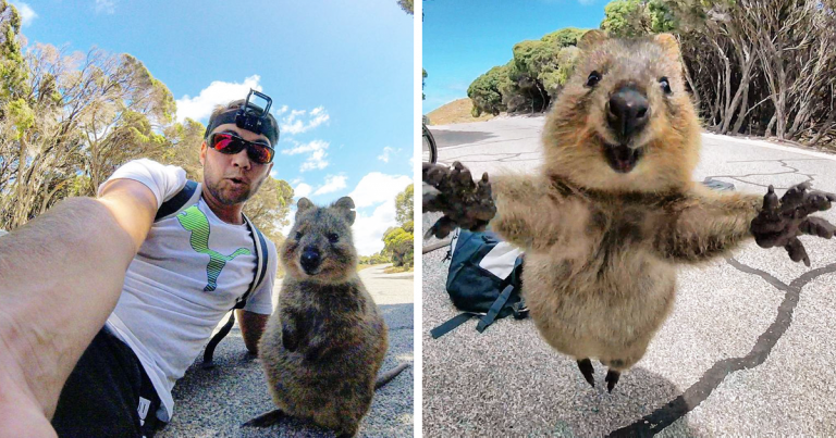 quokka-meets-cyclist-man-australia-fb