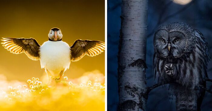bird-photographer-of-the-year-2021-birdpoty-fb45-png__700