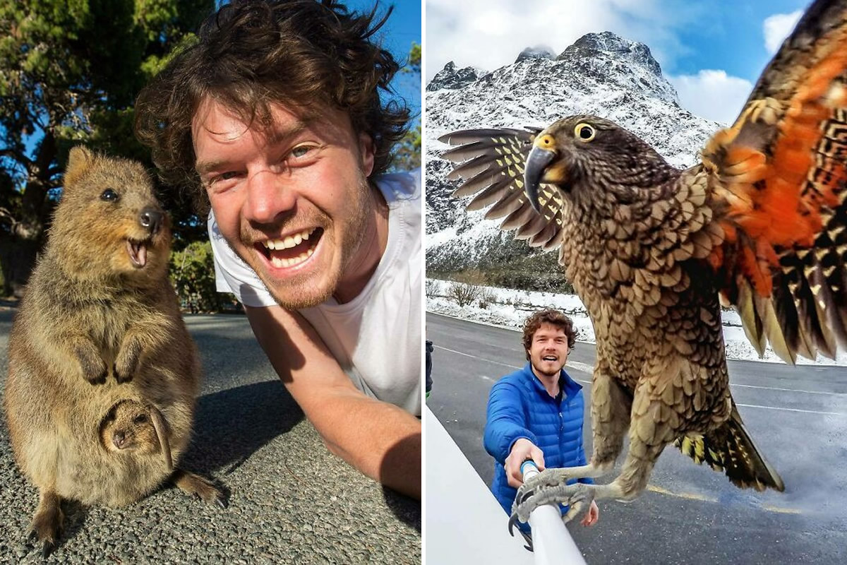 allan_dixon_animal_selfies_featured