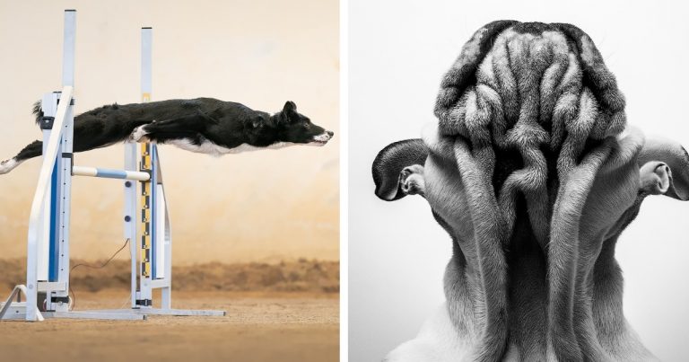 winning-images-dog-photography-awards-2022-1