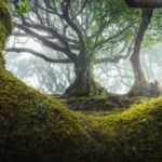 fanal-forest-albert-dros-7