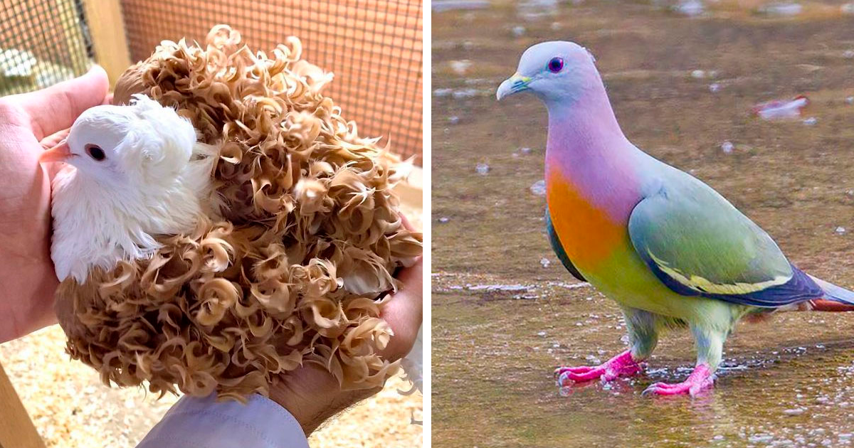 The Most Attractive Types Of Pigeons Found In The World VotreART