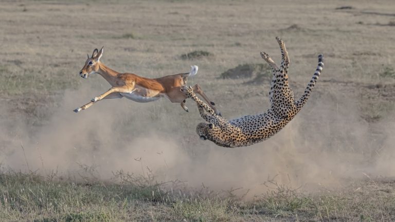 BigPicture-Photography-Competition-Liu-cheetah