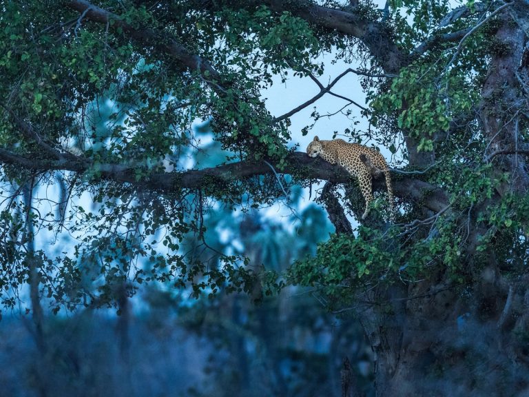 George-Turner-The-Leopard-Jungle-Book