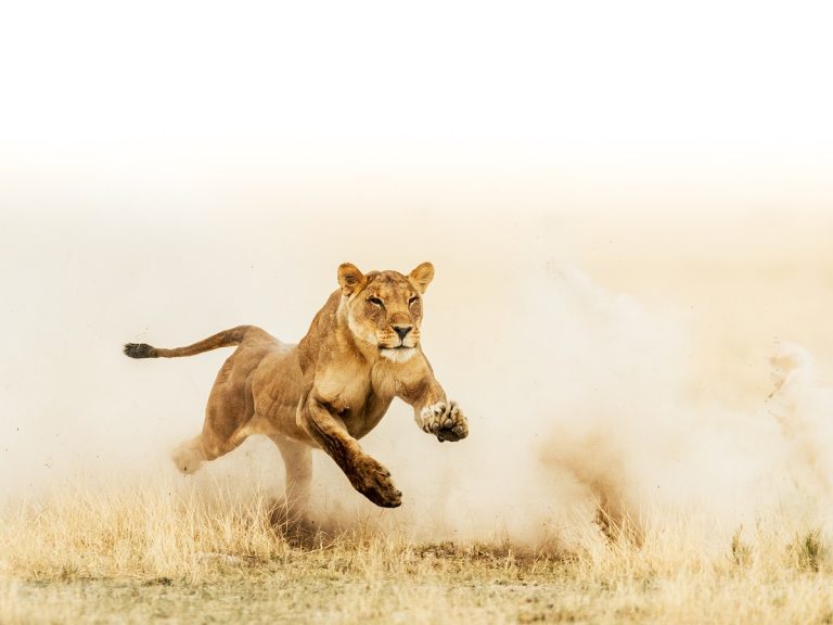 george-turner-lioness-photo-4