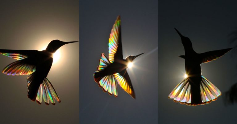 hummingbirdheadfeat-800x420