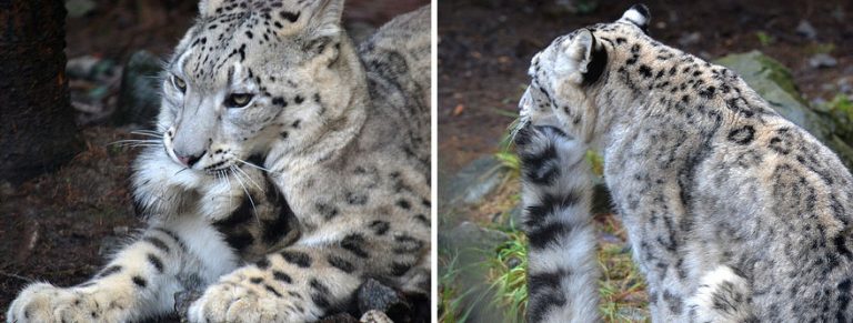 snow-leopards-biting-tail-funny-cats-15-573dbce7a8d81__880