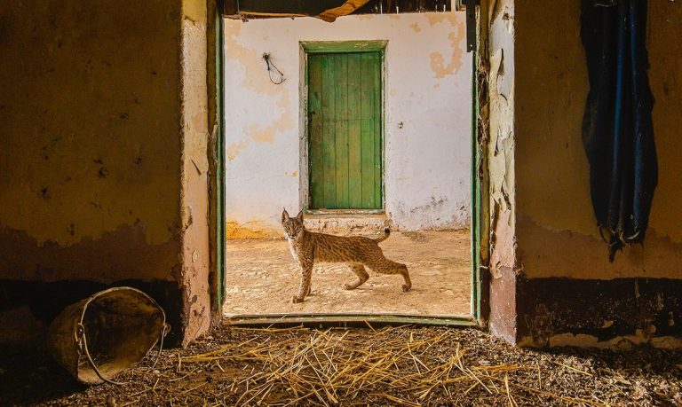 wildlife-photographer-of-the-year-highly-commended-large