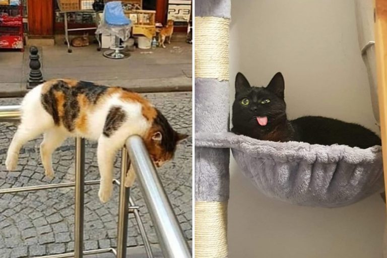funny_cats_featured