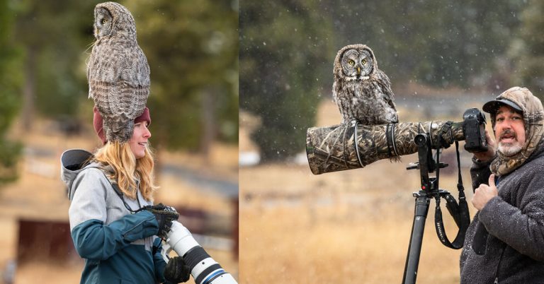 owl