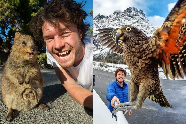 allan_dixon_animal_selfies_featured