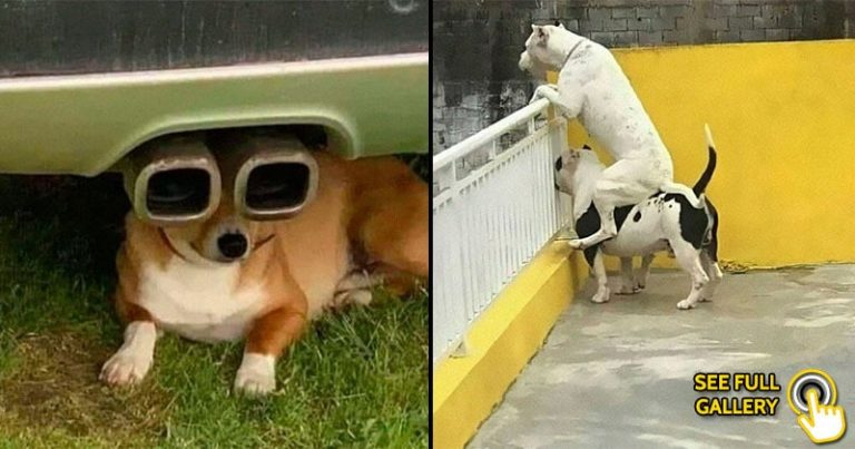 share-funny-dog-pictures