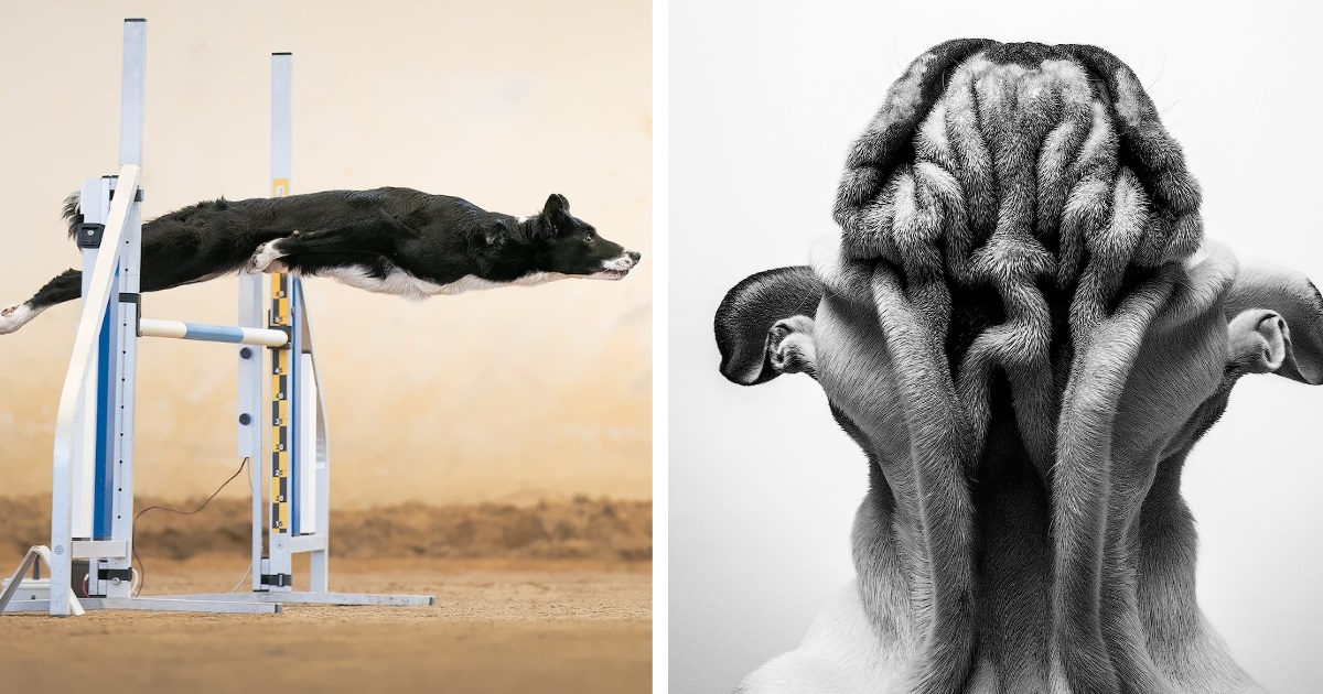 winning-images-dog-photography-awards-2022-1